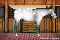 Horse Color:Gray Black Appaloosa 