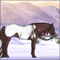 Horse Color:Chocolate Black Appaloosa
