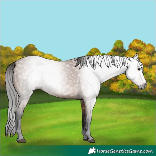 Horse Color:Gray Bay 