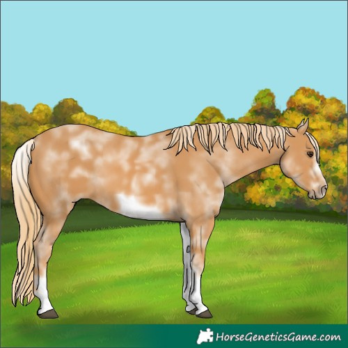 Horse Color:White Spotted Chestnut Sabino Frame 