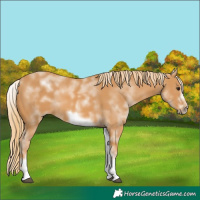 Horse Color:White Spotted Chestnut Sabino Frame 