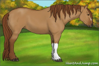 Horse Color:Gray Red Dun 