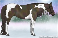 Horse Color:Midnight Buckskin Dun Tobiano 