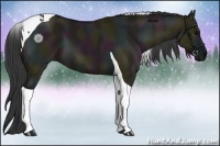 Horse Color:Midnight Grullo Tobiano 