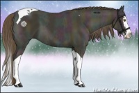 Horse Color:Midnight Classic Cream Champagne Ice Dun Splash Tobiano 