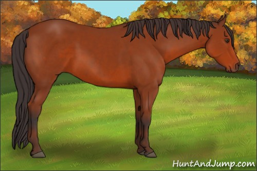 Horse Color:Brown 