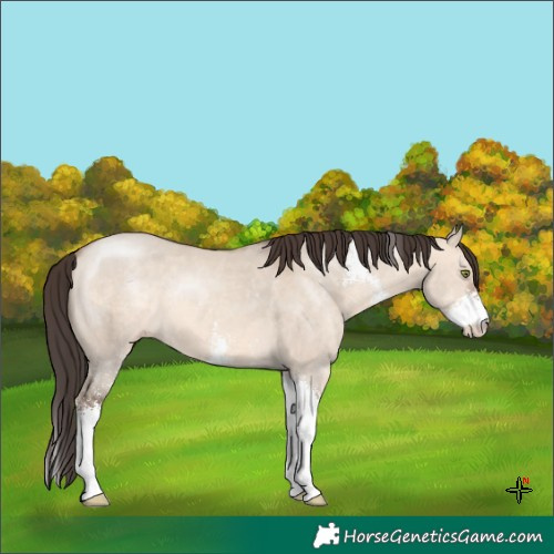 Horse Color:Sable Champagne Dun Sabino 