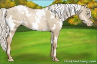Horse Color:White Spotted Silver Smoky Grullo Pearl Appaloosa