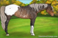 Horse Color:Silver Buckskin Appaloosa Rabicano