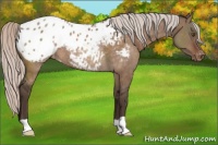Horse Color:Silver Brown Dun Appaloosa Rabicano 
