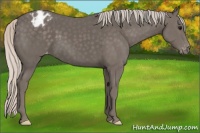 Horse Color:Silver Black Appaloosa 