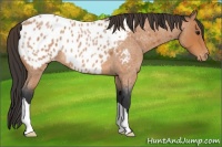 Horse Color:Bay Roan Appaloosa 
