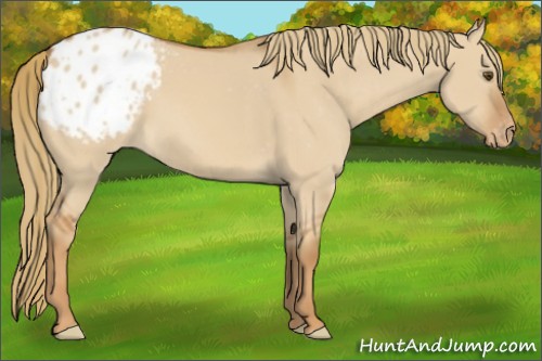 Horse Color:Red Dun Appaloosa 