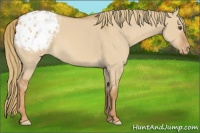 Horse Color:Red Dun Appaloosa 