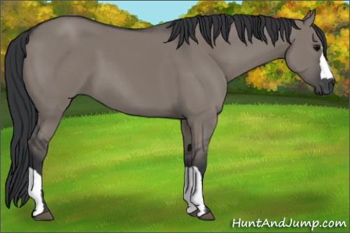 Horse Color:Grullo 