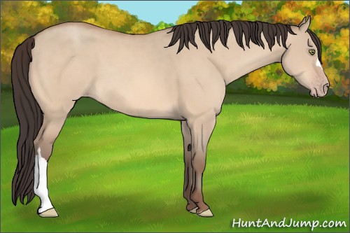 Horse Color:Amber Champagne Dun