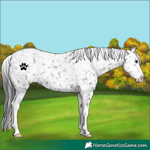 Horse Color:White Spotted Brown Appaloosa 