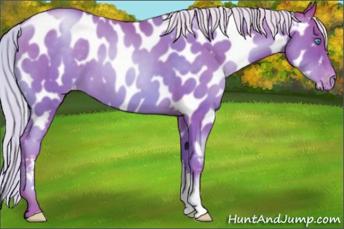 Horse Color:Chocolate Silver Sable Cream Champagne Pearl Appaloosa 