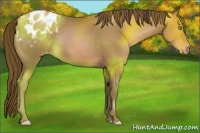 Horse Color:Brown Pearl Appaloosa 