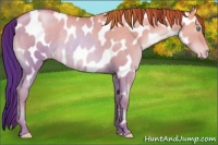 Horse Color:Buckskin Pearl Dun Near Leopard Rabicano 