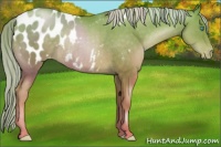 Horse Color:Chocolate Palomino Pearl Blanket Rabicano