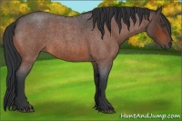 Horse Color:Bay Roan 