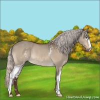 Horse Color:White Spotted Silver Bay Dun Rabicano 