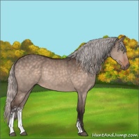 Horse Color:Silver Brown Dun Mushroom Sabino 