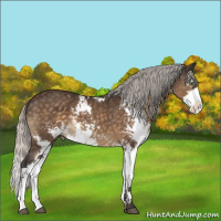 Horse Color:Silver Buckskin Mushroom Sabino 