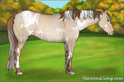 Horse Color:White Spotted Brown Pearl Dun