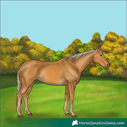 Horse Color:Palomino
