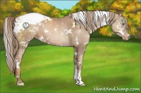 Horse Color:White Spotted Liver Chestnut Pearl Appaloosa 