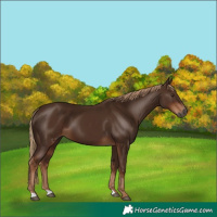 Horse Color:Gray Chestnut 