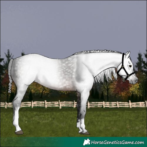 Horse Color:Gray White Spotted Brown
