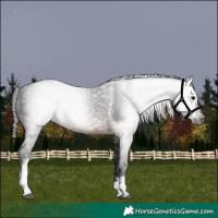 Horse Color:Gray White Spotted Brown 