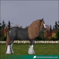 Horse Color:Gray White Spotted Liver Chestnut 