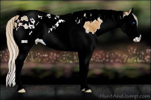 Horse Color:Palomino Splash Tobiano