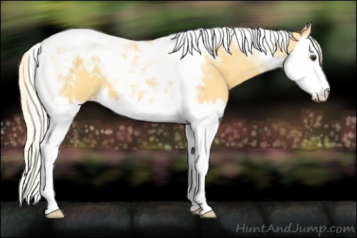 Horse Color:Palomino Splash Tobiano 