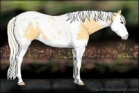 Horse Color:Palomino Splash Tobiano
