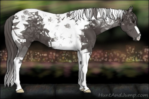Horse Color:Smoky Black Tobiano 