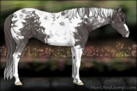 Horse Color:Smoky Black Tobiano