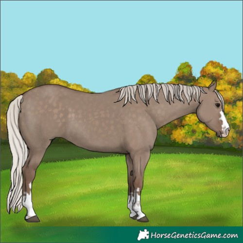 Horse Color:Silver Grullo 