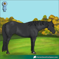 Horse Color:Black 