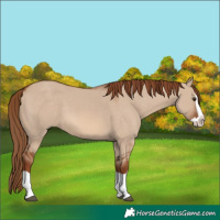 Horse Color:Red Dun Splash 