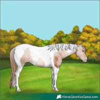 Horse Color:Brown Pearl Tobiano 