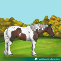 Horse Color:Silver Black Tobiano 