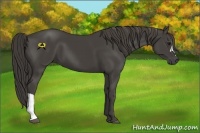 Horse Color:Smoky Black 