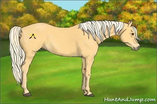Horse Color:Palomino 