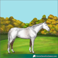 Horse Color:Gray Silver Black Pearl Tobiano