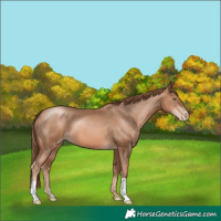 Horse Color:Liver Chestnut Pearl 